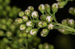 White meadowsweet